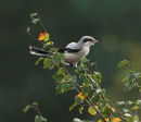 Great Grey Shrike