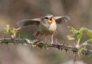 Wren
