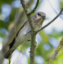 Spotted Flycatcher
