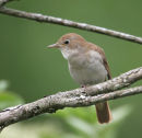 Nightingale