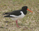 Oystercatcher