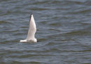 Bonaparts Gull