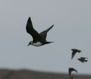 Pomarine Skua