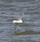Bonaparts Gull