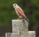 Common Kestrel