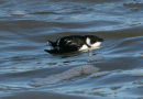 Little Auk