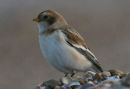 Snow Bunting