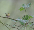 Wood Warbler