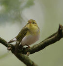 Wood Warbler