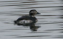 Long-tailed Duck