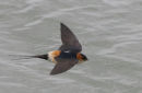 Red-rumped Swallow