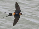 Red-rumped Swallow