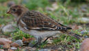 Snow Bunting