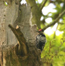 Lesser spotted Wood pecker