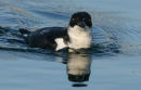 Little Auk