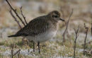 Golden Plover