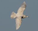 Glaucous Gull