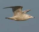 Glaucous Gull