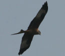 Red Kite