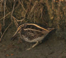 Jack Snipe