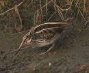 Jack Snipe