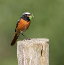 Common Redstart