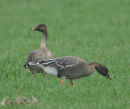 Tundra Bean Geese