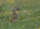 Green Woodpecker