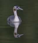 Great crested Grebe