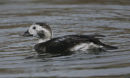 Long-tailed Duck