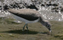 Green Sandpiper