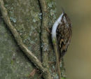 Treecreeper