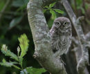 Little Owl
