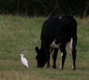 Cattle Egret