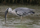Grey Heron
