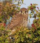 Kestrel