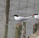Roseate Tern<br>
Record shot only