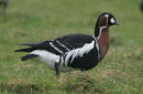 Red-breasted Goose