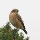 Whinchat