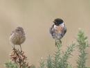 Stonechat