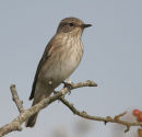 Spotted Flycatcher
