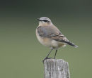 Wheatear
