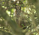 Long-eared Owl