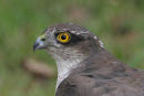 Sparrowhawk