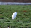 Cattle Egret