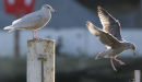 Glaucous Gull with first winter Herring Gull