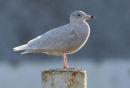 Glaucous Gull