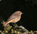Common Redstart
