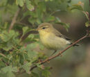 Willow Warbler