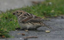 Lapland Bunting